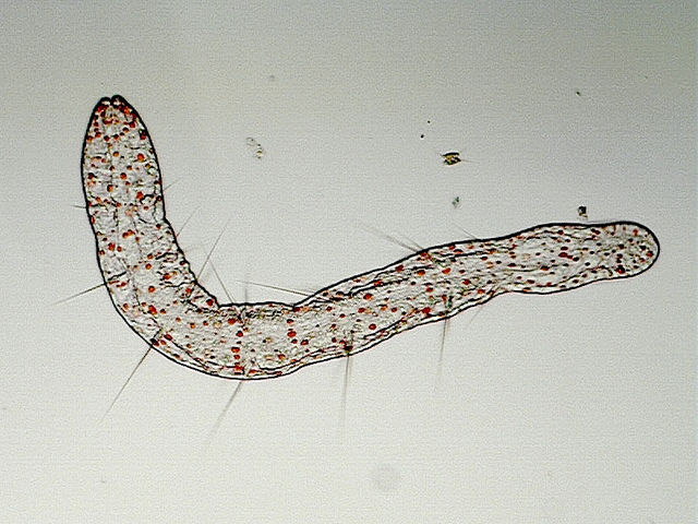 Aeolosoma